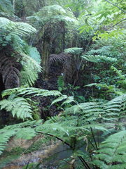 Cyathea medullaris