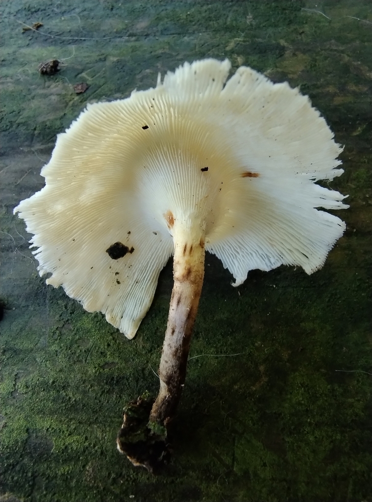 Lentinus crinitus · February 2024 · photo: © lelacappelli (iNaturalist, cc0)