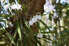 Brassavola nodosa