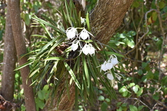 Brassavola nodosa
