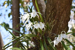 Brassavola nodosa