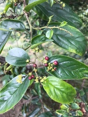 Rhamnus formosana
