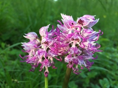 Orchis simia