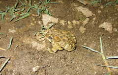 Anaxyrus californicus