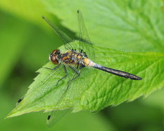 Leucorrhinia frigida