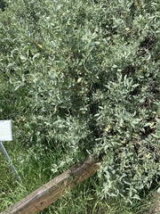 Atriplex lentiformis breweri