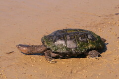 Spiny-Necked Turtle photo 2
