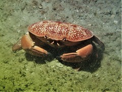 Atergatis integerrimus