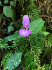 Dicliptera tinctoria