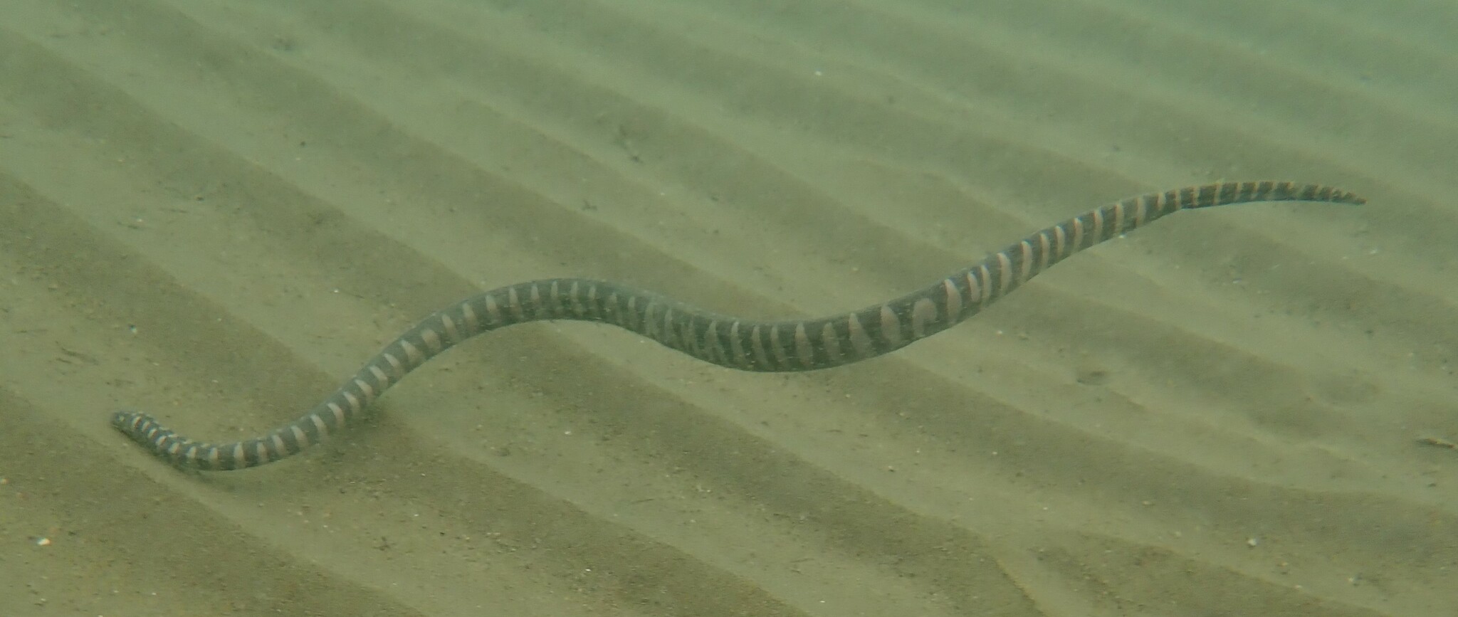 Acrochordus granulatus (Schneider, 1799)