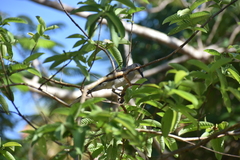 Mimus gilvus magnirostris