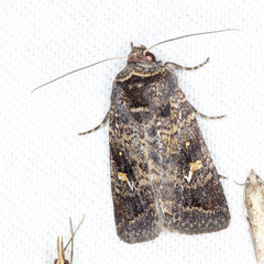 Proteuxoa bistrigula