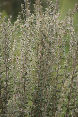 Lotononis lotononoides