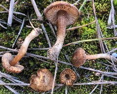 Inocybe rufuloides