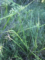 Cyperus virens