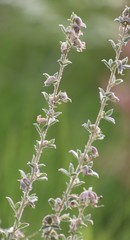 Lotononis lotononoides