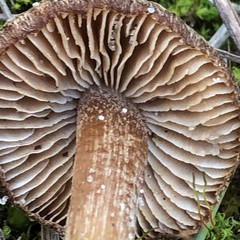Inocybe rufuloides
