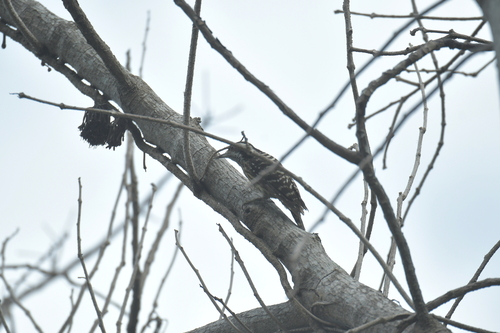 Philippine Pygmy Woodpecker (Yungipicus maculatus), photo 9