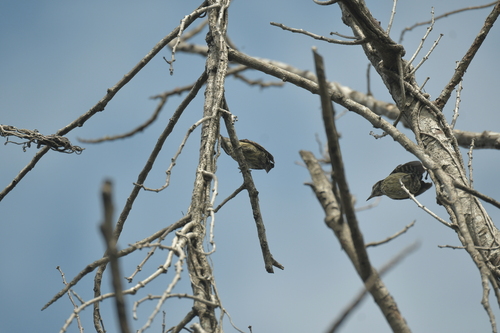 Philippine Pygmy Woodpecker (Yungipicus maculatus), photo 10