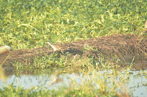 White-browed Crake (Poliolimnas cinereus), photo 8