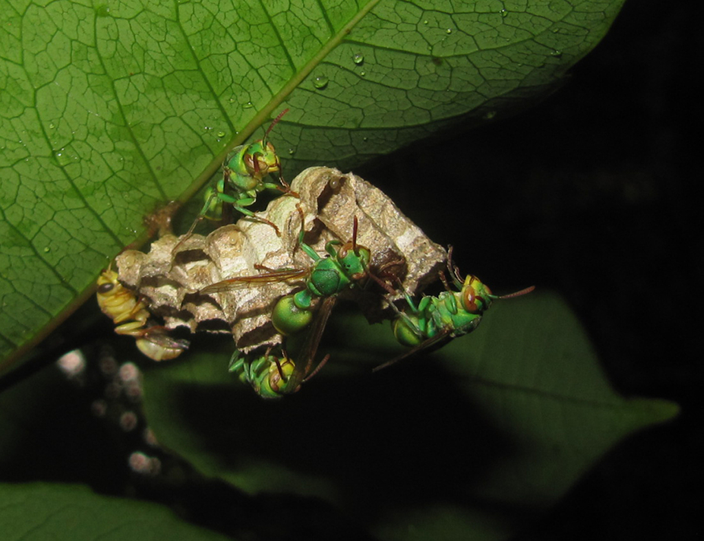 Ropalidia flavoviridis