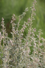 Lotononis lotononoides