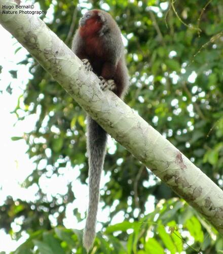 Ornate Titi