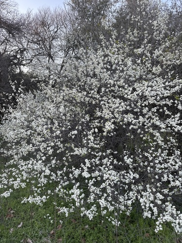 Prunus mexicana