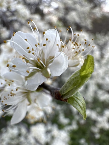 Prunus mexicana