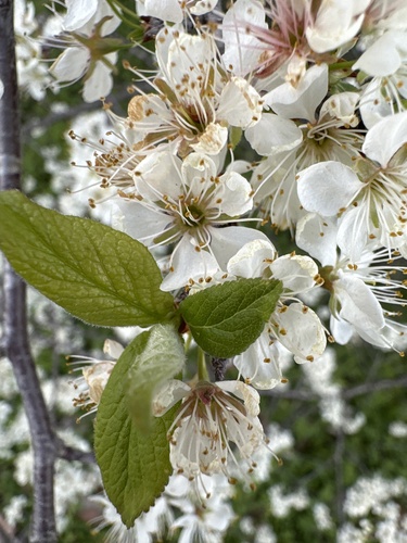 Prunus mexicana