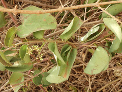 Cissus rotundifolia