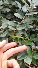 Acanthoxyla inermis