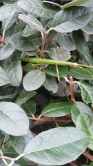 Acanthoxyla inermis