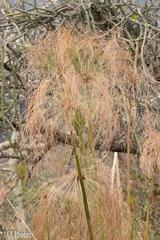 Cyperus papyrus