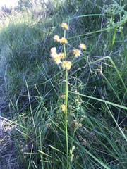 Juncus marginatus