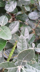 Acanthoxyla inermis
