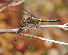 Leucorrhinia frigida
