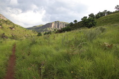 Lotononis lotononoides