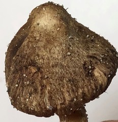 Inocybe rufuloides