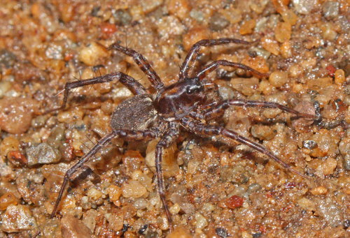 Pardosa acorensis