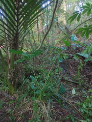 Melicytus ramiflorus ramiflorus