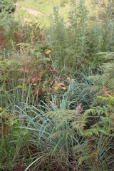Helichrysum umbraculigerum