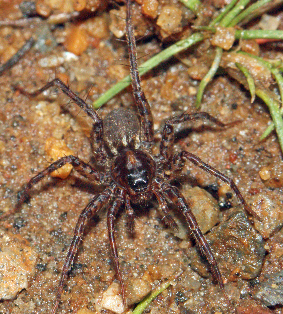 Pardosa acorensis