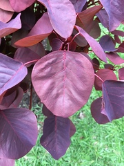 Euphorbia cotinifolia