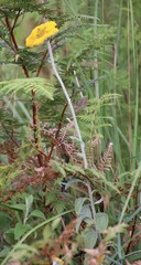 Helichrysum umbraculigerum