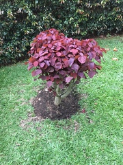 Euphorbia cotinifolia