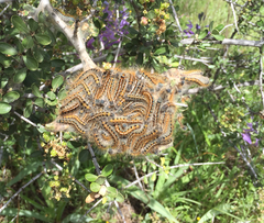 Malacosoma californica
