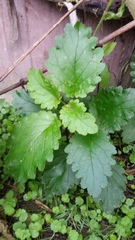Jovellana sinclairii