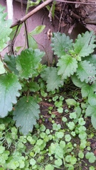 Jovellana sinclairii
