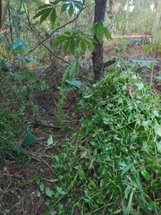 Melicytus ramiflorus ramiflorus